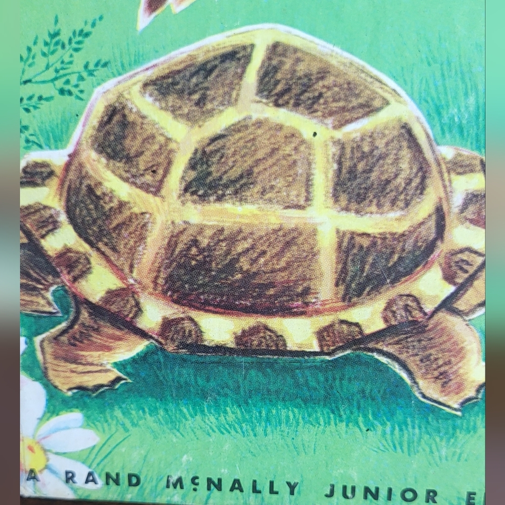 Myrtle Turtle - Picture 7 of 7